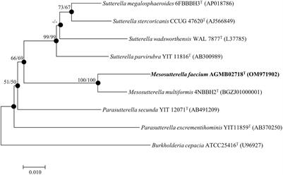 Novel microbiota Mesosutterella faecium sp. nov. has a protective effect against inflammatory bowel disease